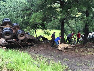 Marquinho: Acidente envolvendo dois caminhÃµes boiadeiro aconteceu prÃ³ximo ao Rio do Cobre 