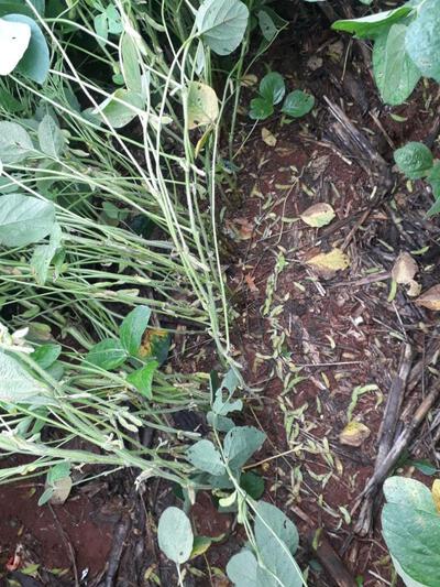 Cantu - Excesso de chuvas faz soja germinar, grÃ£os arderem e plantas abortarem vagens