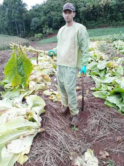 Produtores de tabaco também tem prejuízos com excesso de chuva do mês de Janeiro - Preços não agradam 