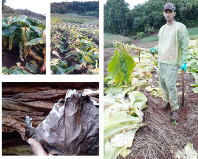 Produtores de tabaco tambÃ©m tem prejuÃ­zos com excesso de chuva do mÃªs de Janeiro - PreÃ§os nÃ£o agradam 