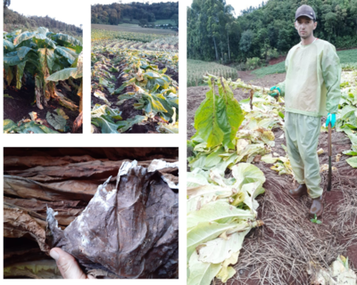 Produtores de tabaco também tem prejuízos com excesso de chuva do mês de Janeiro - Preços não agradam 