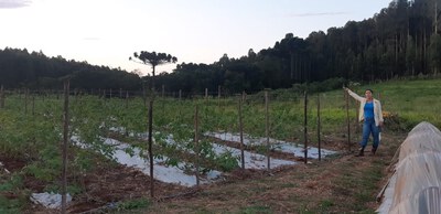UFFS - Pesquisa avalia influÃªncia de malhas de sombreamento no cultivo e pÃ³s-colheita de physalis