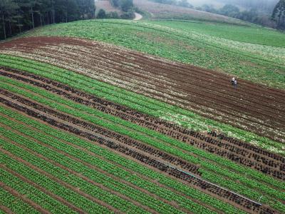 CertificaÃ§Ã£o e cuidados fazem de Tijucas do Sul referÃªncia na produÃ§Ã£o de orgÃ¢nicos no ParanÃ¡