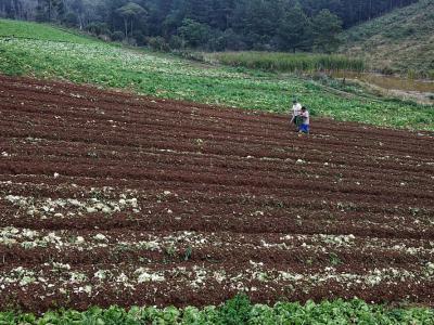 CertificaÃ§Ã£o e cuidados fazem de Tijucas do Sul referÃªncia na produÃ§Ã£o de orgÃ¢nicos no ParanÃ¡