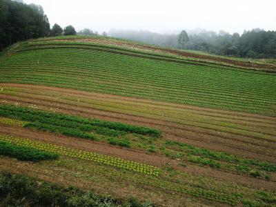 CertificaÃ§Ã£o e cuidados fazem de Tijucas do Sul referÃªncia na produÃ§Ã£o de orgÃ¢nicos no ParanÃ¡