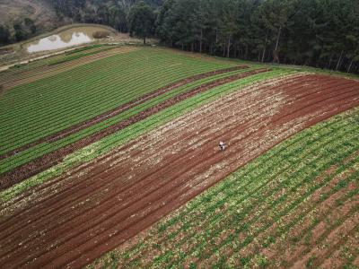 CertificaÃ§Ã£o e cuidados fazem de Tijucas do Sul referÃªncia na produÃ§Ã£o de orgÃ¢nicos no ParanÃ¡