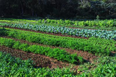 CertificaÃ§Ã£o e cuidados fazem de Tijucas do Sul referÃªncia na produÃ§Ã£o de orgÃ¢nicos no ParanÃ¡