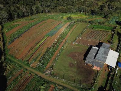 CertificaÃ§Ã£o e cuidados fazem de Tijucas do Sul referÃªncia na produÃ§Ã£o de orgÃ¢nicos no ParanÃ¡