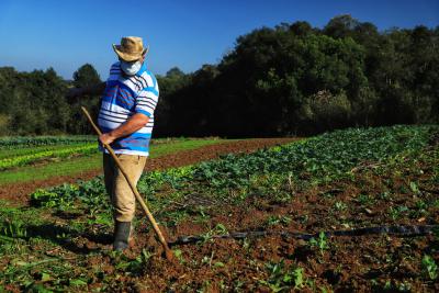CertificaÃ§Ã£o e cuidados fazem de Tijucas do Sul referÃªncia na produÃ§Ã£o de orgÃ¢nicos no ParanÃ¡