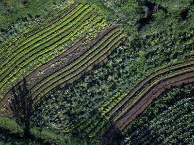 CertificaÃ§Ã£o e cuidados fazem de Tijucas do Sul referÃªncia na produÃ§Ã£o de orgÃ¢nicos no ParanÃ¡