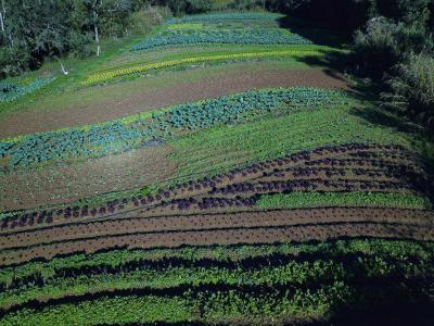 CertificaÃ§Ã£o e cuidados fazem de Tijucas do Sul referÃªncia na produÃ§Ã£o de orgÃ¢nicos no ParanÃ¡