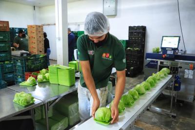 CertificaÃ§Ã£o e cuidados fazem de Tijucas do Sul referÃªncia na produÃ§Ã£o de orgÃ¢nicos no ParanÃ¡