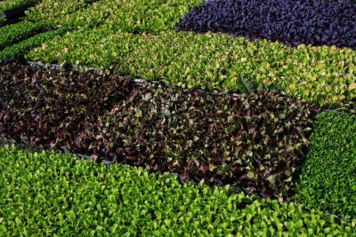 CertificaÃ§Ã£o e cuidados fazem de Tijucas do Sul referÃªncia na produÃ§Ã£o de orgÃ¢nicos no ParanÃ¡