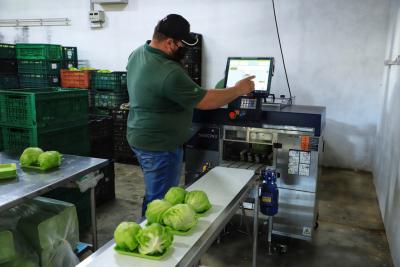 CertificaÃ§Ã£o e cuidados fazem de Tijucas do Sul referÃªncia na produÃ§Ã£o de orgÃ¢nicos no ParanÃ¡