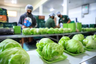 CertificaÃ§Ã£o e cuidados fazem de Tijucas do Sul referÃªncia na produÃ§Ã£o de orgÃ¢nicos no ParanÃ¡