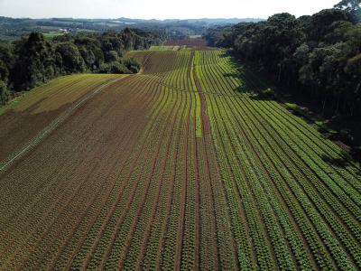 CertificaÃ§Ã£o e cuidados fazem de Tijucas do Sul referÃªncia na produÃ§Ã£o de orgÃ¢nicos no ParanÃ¡