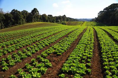 CertificaÃ§Ã£o e cuidados fazem de Tijucas do Sul referÃªncia na produÃ§Ã£o de orgÃ¢nicos no ParanÃ¡