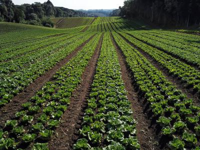 CertificaÃ§Ã£o e cuidados fazem de Tijucas do Sul referÃªncia na produÃ§Ã£o de orgÃ¢nicos no ParanÃ¡