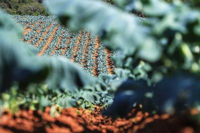 CertificaÃ§Ã£o e cuidados fazem de Tijucas do Sul referÃªncia na produÃ§Ã£o de orgÃ¢nicos no ParanÃ¡