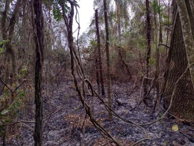 Fogo AmeaÃ§a Reserva Florestal em Rio Bonito do IguaÃ§u