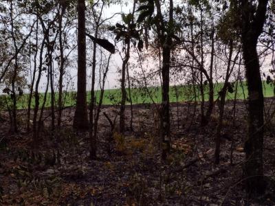 Fogo AmeaÃ§a Reserva Florestal em Rio Bonito do IguaÃ§u