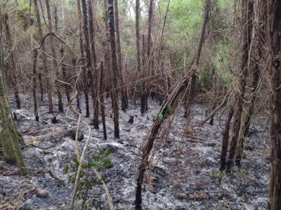 Fogo AmeaÃ§a Reserva Florestal em Rio Bonito do IguaÃ§u
