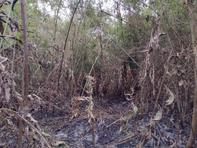 Fogo AmeaÃ§a Reserva Florestal em Rio Bonito do IguaÃ§u