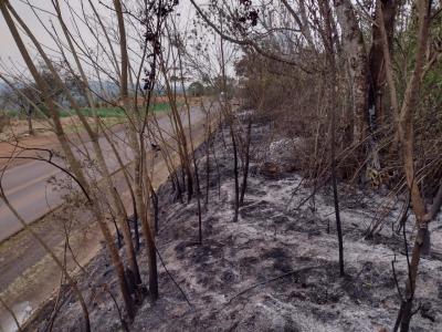 Fogo AmeaÃ§a Reserva Florestal em Rio Bonito do IguaÃ§u