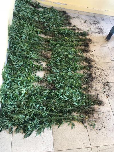 Rio Bonito: Policia apreende mais de 800 pÃ©s de maconha em propriedade rural