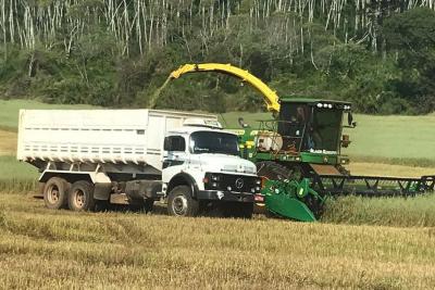 Torneio avalia qualidade da silagem de milho e incentiva melhorias no sistema de produÃ§Ã£o