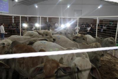 Recinto de LeilÃµes Silvino Schuster de Laranjeiras do Sul, foi reinaugurado nesta sexta-feira (08/04) 