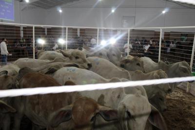 Recinto de Leilões Silvino Schuster de Laranjeiras do Sul, foi reinaugurado nesta sexta-feira (08/04) 