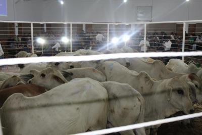 Recinto de Leilões Silvino Schuster de Laranjeiras do Sul, foi reinaugurado nesta sexta-feira (08/04) 