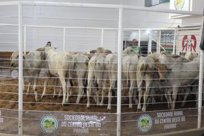 Recinto de Leilões Silvino Schuster de Laranjeiras do Sul, foi reinaugurado nesta sexta-feira (08/04) 