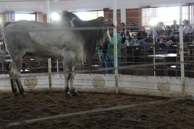 LeilÃ£o da Sociedade Rural de Laranjeiras do Sul movimentou mais de um milhÃ£o em negÃ³cios 