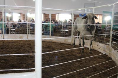 LeilÃ£o da Sociedade Rural de Laranjeiras do Sul movimentou mais de um milhÃ£o em negÃ³cios 