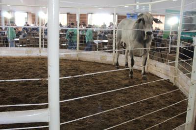 LeilÃ£o da Sociedade Rural de Laranjeiras do Sul movimentou mais de um milhÃ£o em negÃ³cios 