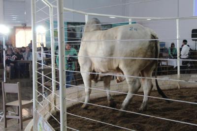 LeilÃ£o da Sociedade Rural de Laranjeiras do Sul movimentou mais de um milhÃ£o em negÃ³cios 