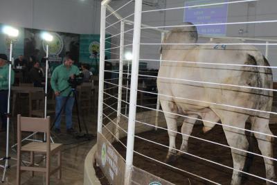 LeilÃ£o da Sociedade Rural de Laranjeiras do Sul movimentou mais de um milhÃ£o em negÃ³cios 