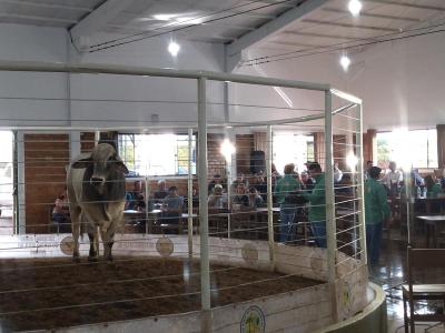 LeilÃ£o da Sociedade Rural de Laranjeiras do Sul movimentou mais de um milhÃ£o em negÃ³cios 
