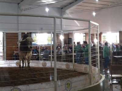 LeilÃ£o da Sociedade Rural de Laranjeiras do Sul movimentou mais de um milhÃ£o em negÃ³cios 