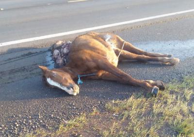 Laranjeiras: Cavalo morre apÃ³s ser atingido por veÃ­culo na BR 277 