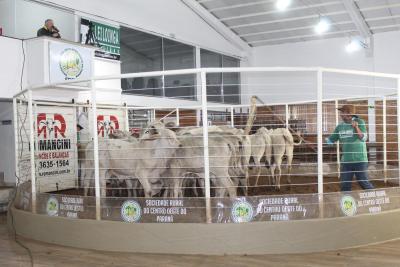 LeilÃ£o de Gado da Sociedade Rural de Laranjeira do Sul comercializou mais de 480 animais de corte 