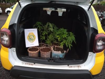 N. Laranjeiras: PM apreende vÃ¡rios pÃ©s de maconha na aldeia indÃ­gena 