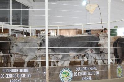 Sociedade Rural do Centro Oeste do ParanÃ¡, uma referÃªncia na produÃ§Ã£o de proteÃ­na animal 