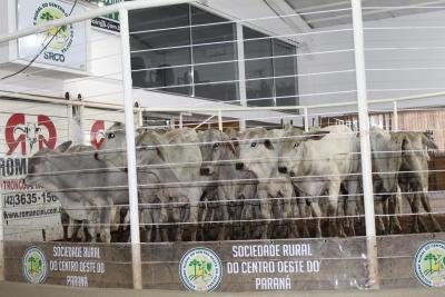 Sociedade Rural do Centro Oeste do ParanÃ¡, uma referÃªncia na produÃ§Ã£o de proteÃ­na animal 