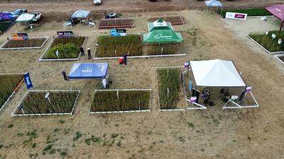 DIA DE CAMPO COPROSSEL 2023 â€“ Alta tecnologia, inovaÃ§Ã£o e valorizaÃ§Ã£o das mulheres do Agro