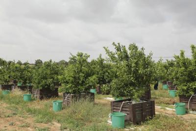 FAEP conhece tÃ©cnicas de Israel para produzir alimentos no deserto