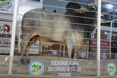 LeilÃµes da Sociedade Rural de Laranjeiras do Sul comercializam mais de 900 animais 