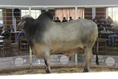 LeilÃµes da Sociedade Rural de Laranjeiras do Sul comercializam mais de 900 animais 